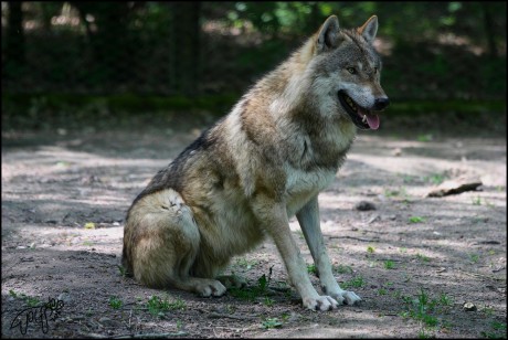 Vlk Eurasijský 11