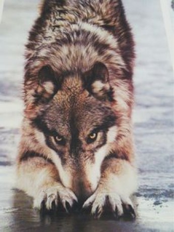 vlk 5