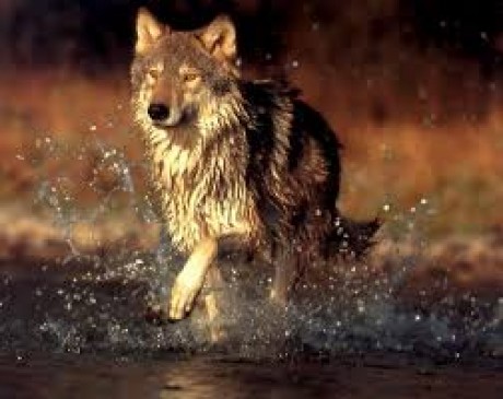 wolf 3