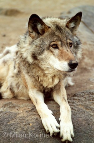 Vlk Eurasijský 8